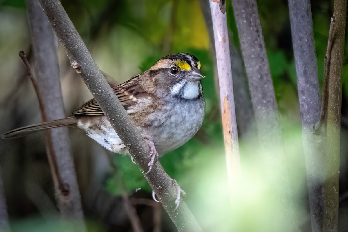 White-throated Sparrow - ML609829093