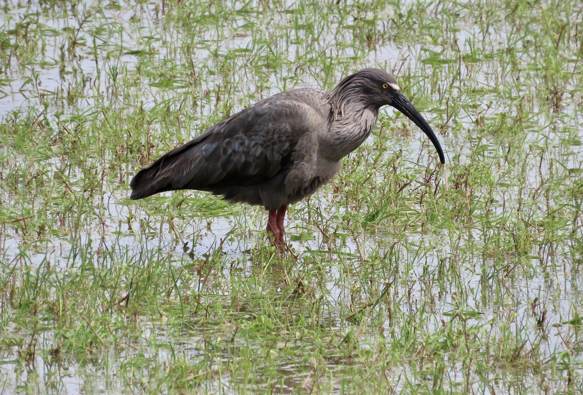 ibis běločelý - ML609829110