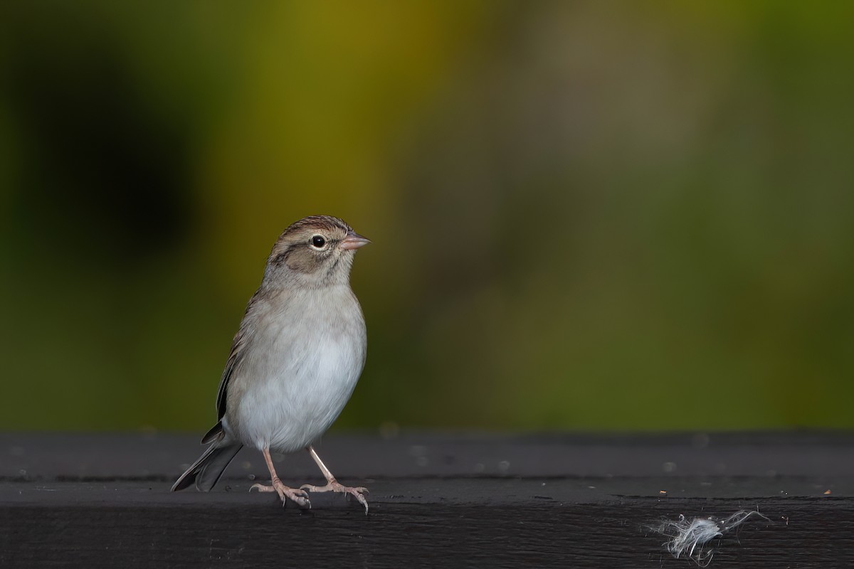 Chipping Sparrow - ML609829130