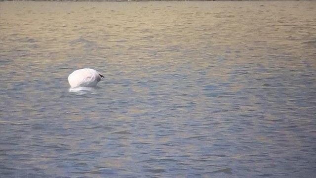 Chilean Flamingo - ML609829156