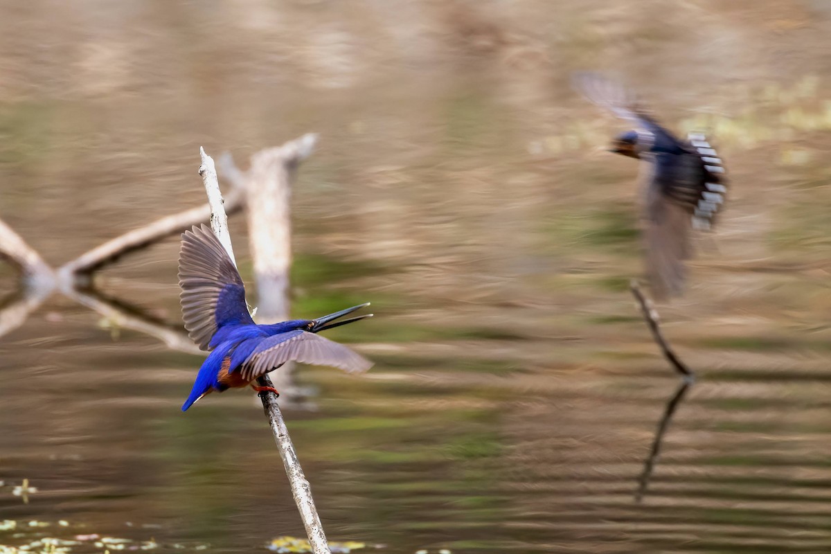 Azure Kingfisher - ML609829181