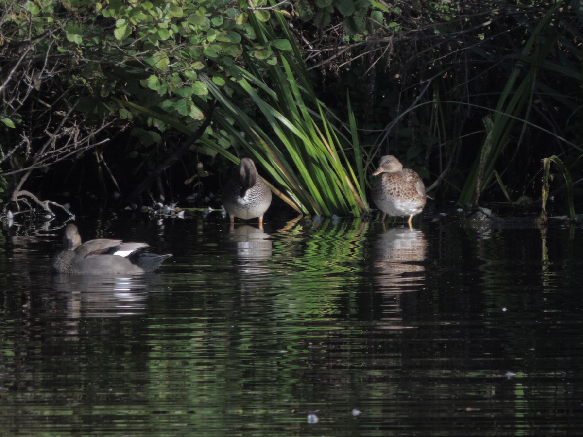 Gadwall - Matilda Bradley