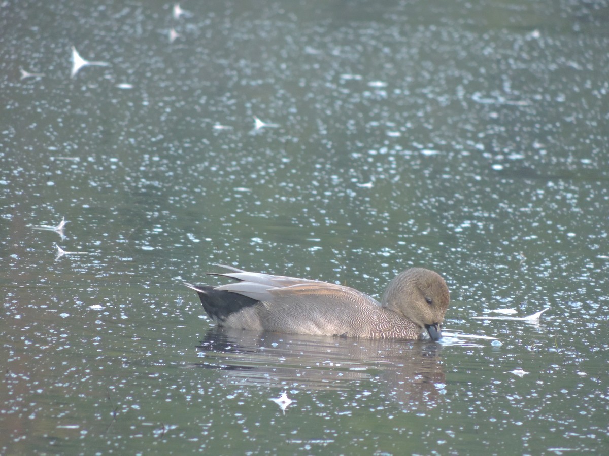 Gadwall - ML609829193