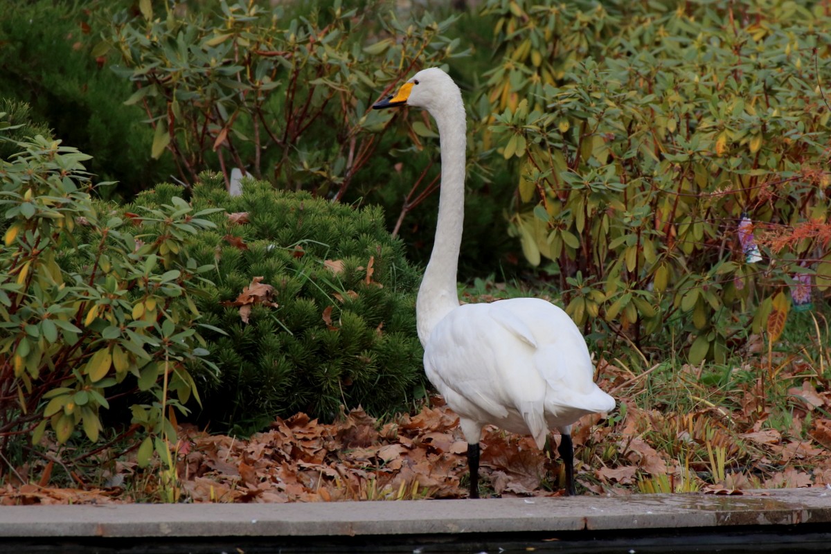 Whooper Swan - ML609829197