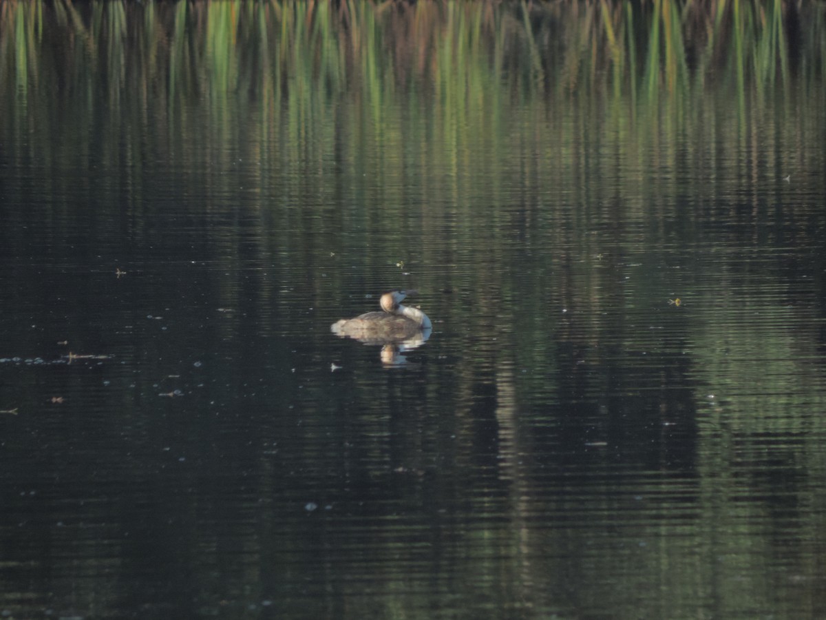 Great Crested Grebe - ML609829241