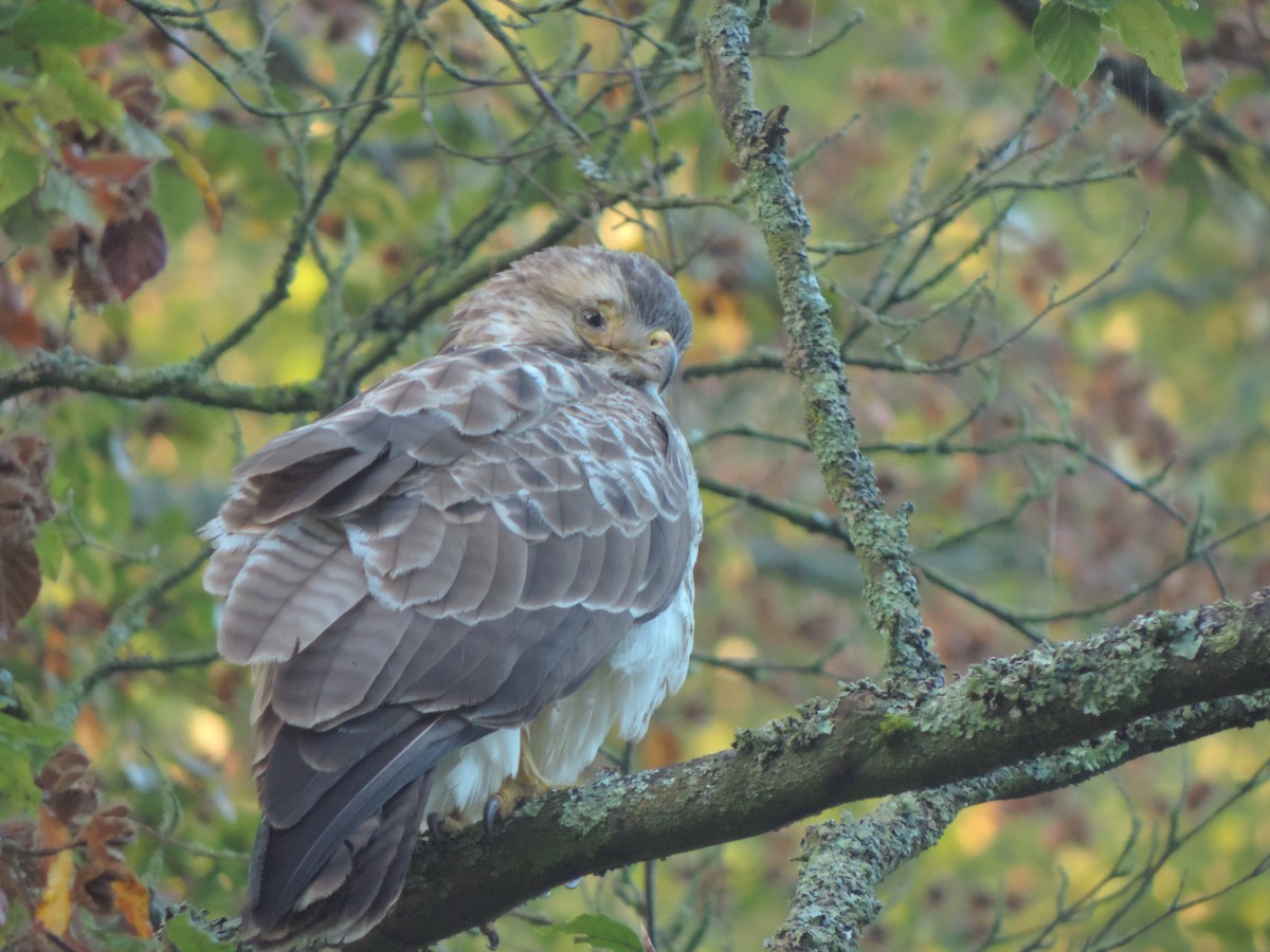 Common Buzzard - ML609829261