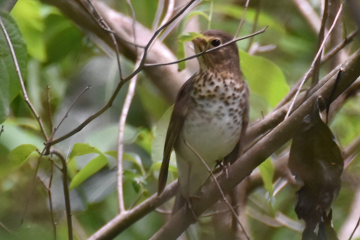 Swainson's Thrush - ML609829271