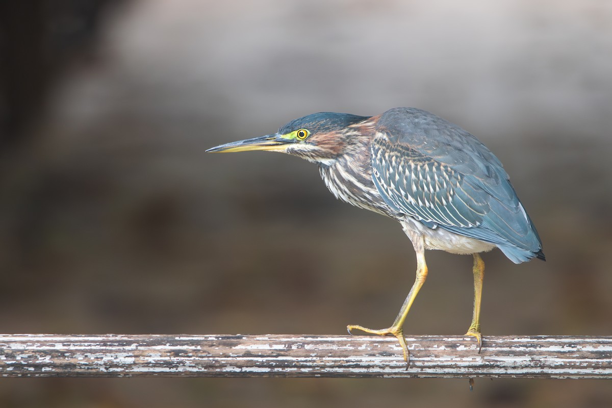 Green Heron - ML609829356