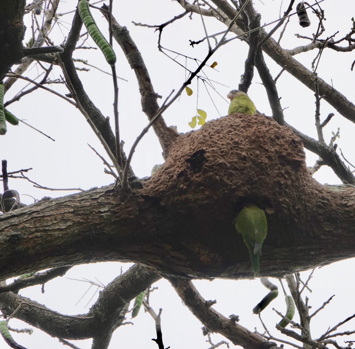 Gray-cheeked Parakeet - ML609829393