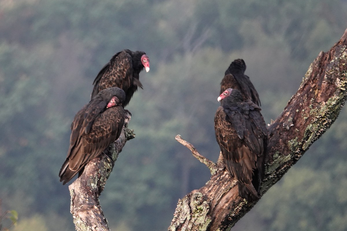 Turkey Vulture - ML609829493