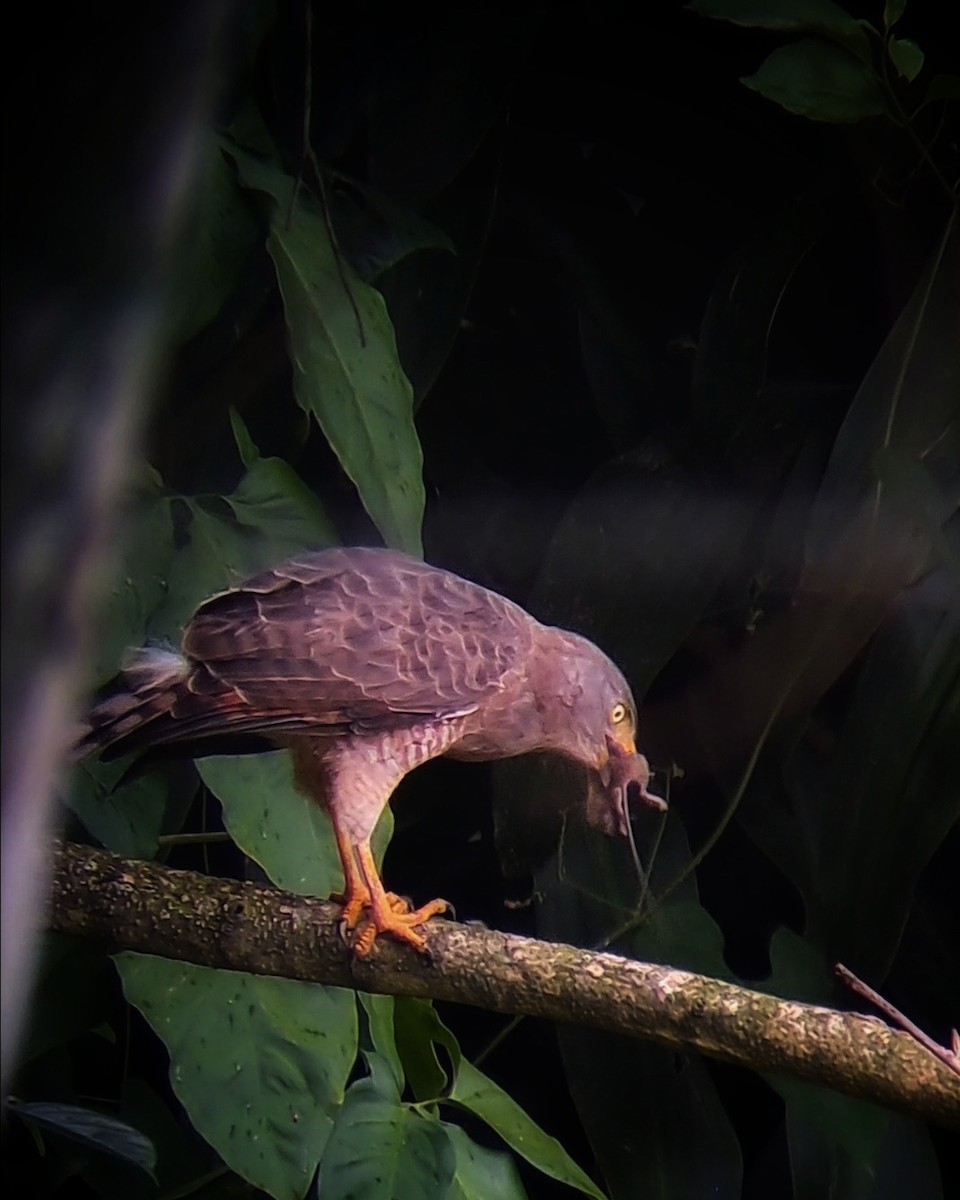 Roadside Hawk - ML609829532