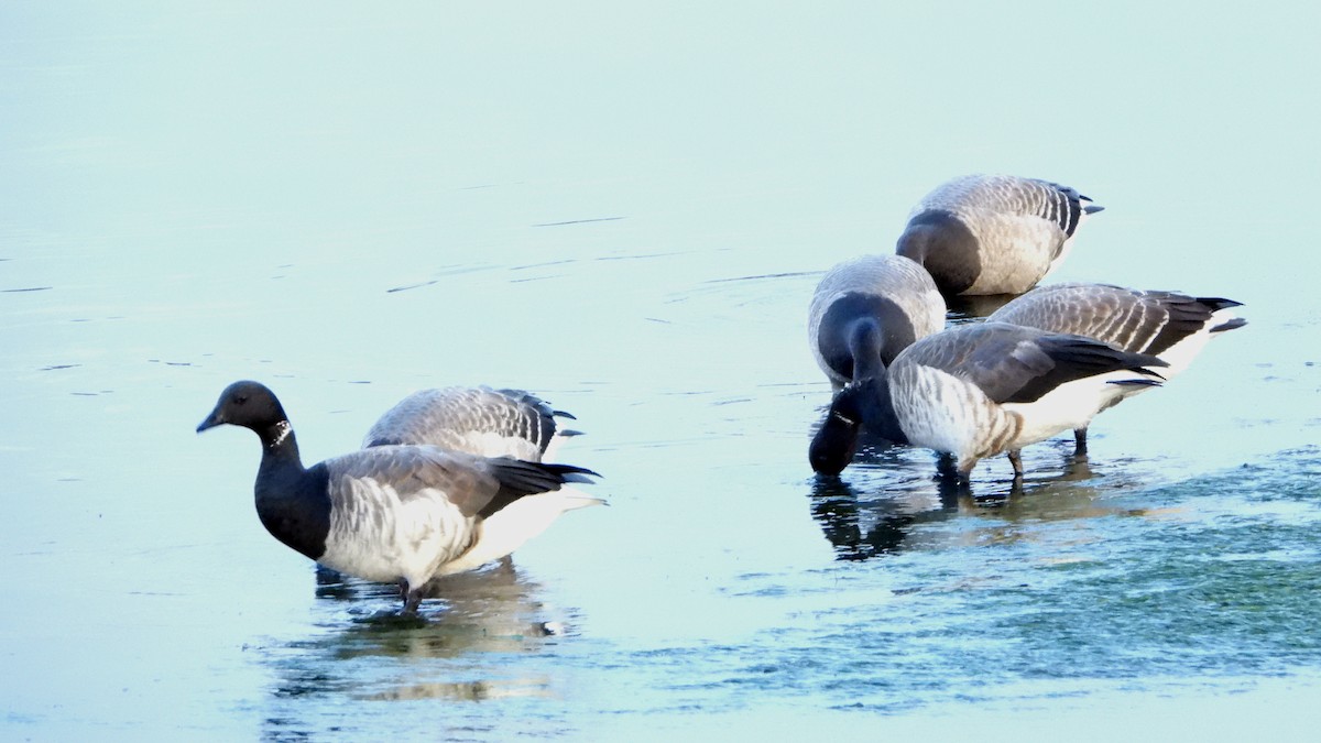 Brant (Pale-bellied) - Ignacio Aparicio