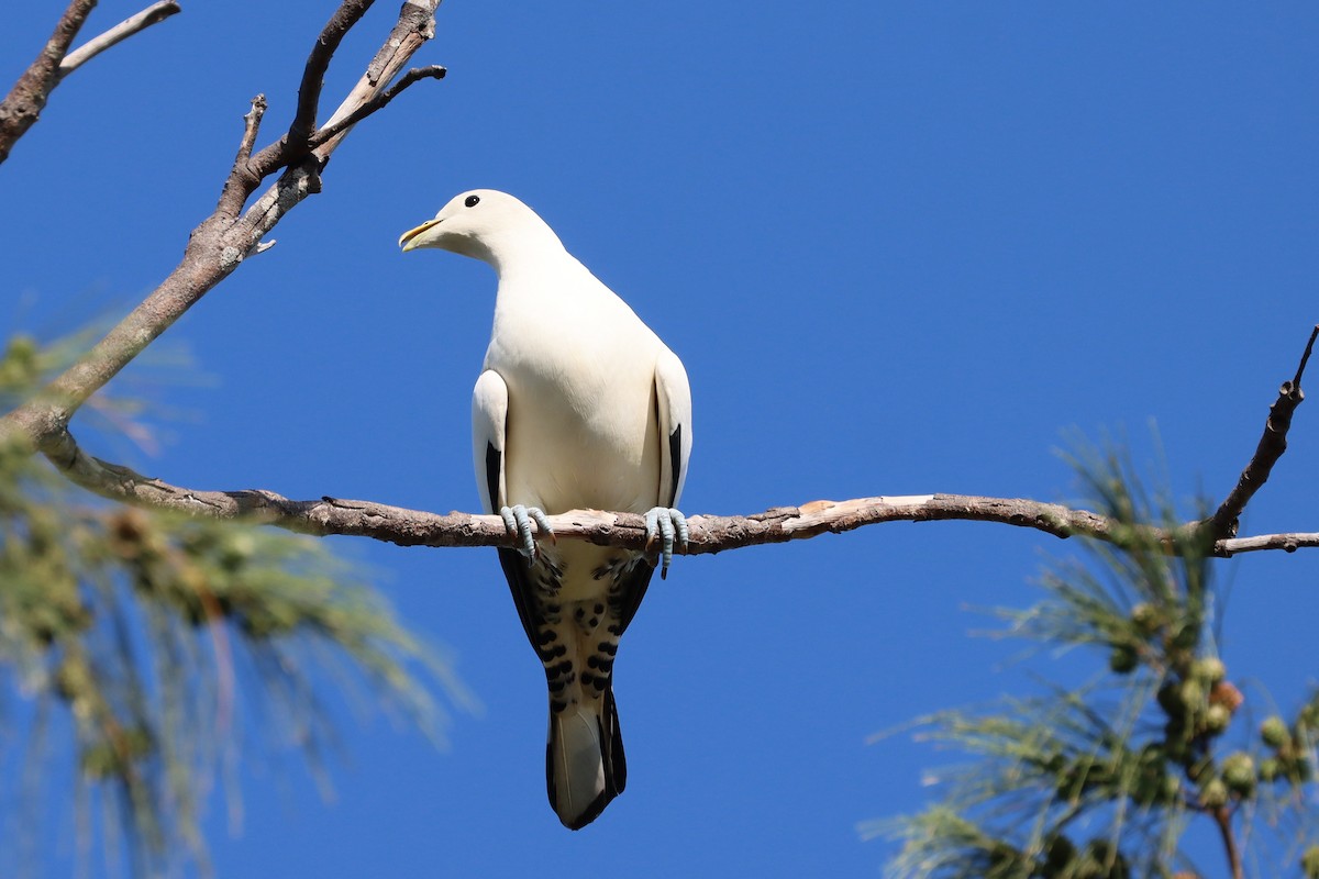 Torresian Imperial-Pigeon - ML609829552