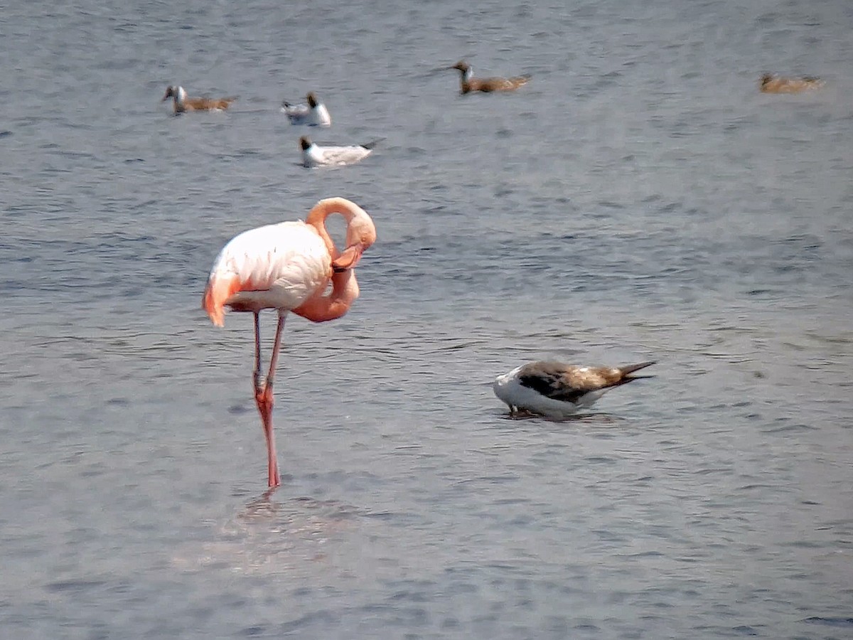 Greater Flamingo - ML609829578