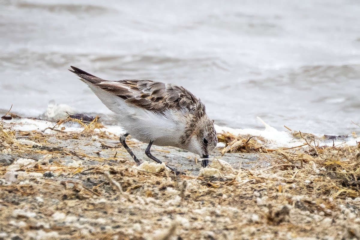 Little Stint - Sandy & Bob Sipe