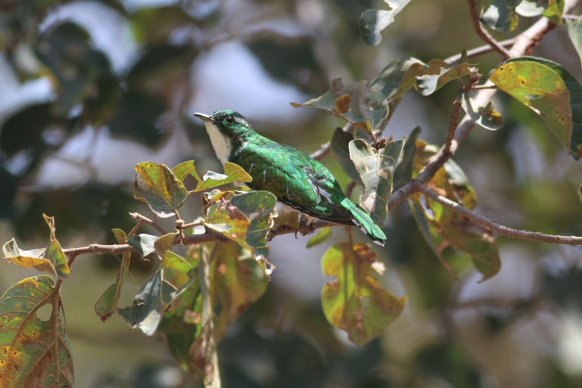 Klaas's Cuckoo - ML609829615