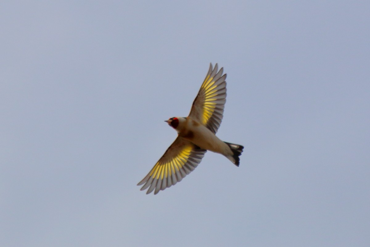 European Goldfinch (European) - ML609829621