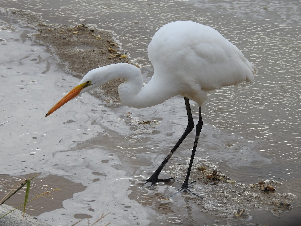 Grande Aigrette - ML609829623