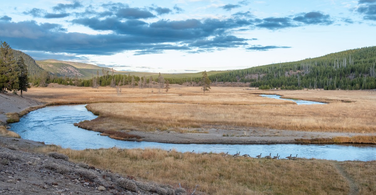 カナダガン - ML609829627