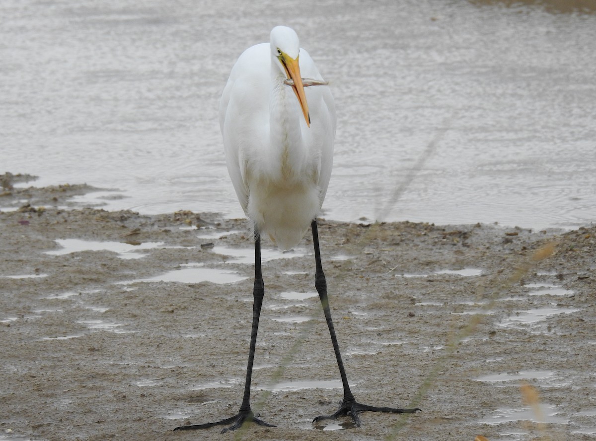 Great Egret - ML609829636