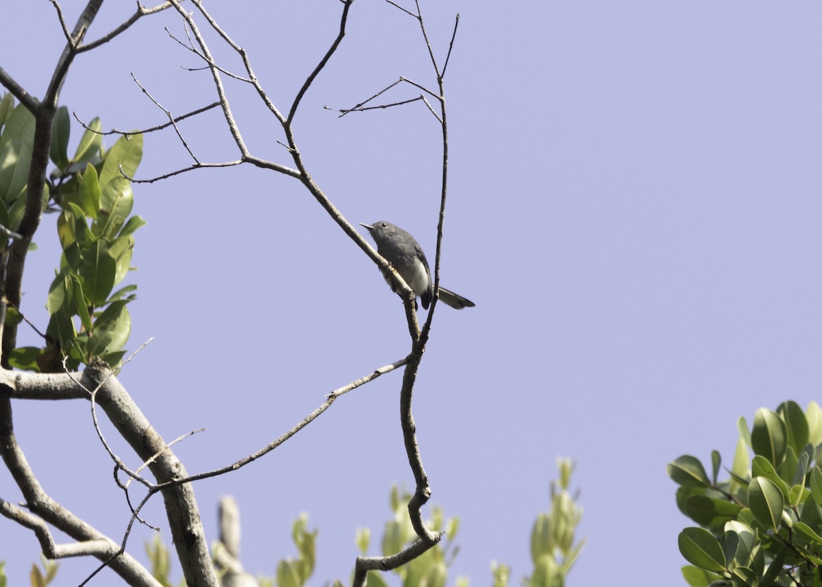 Inambari Gnatcatcher - ML609829661
