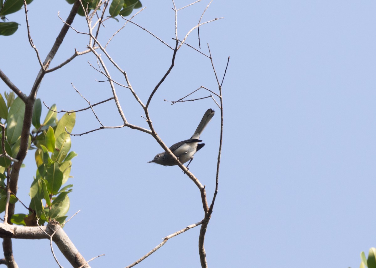 Inambari Gnatcatcher - ML609829662