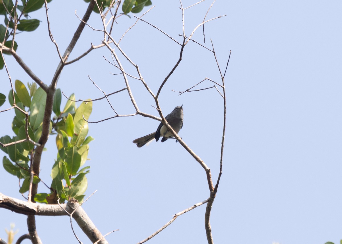 Inambari Gnatcatcher - ML609829663
