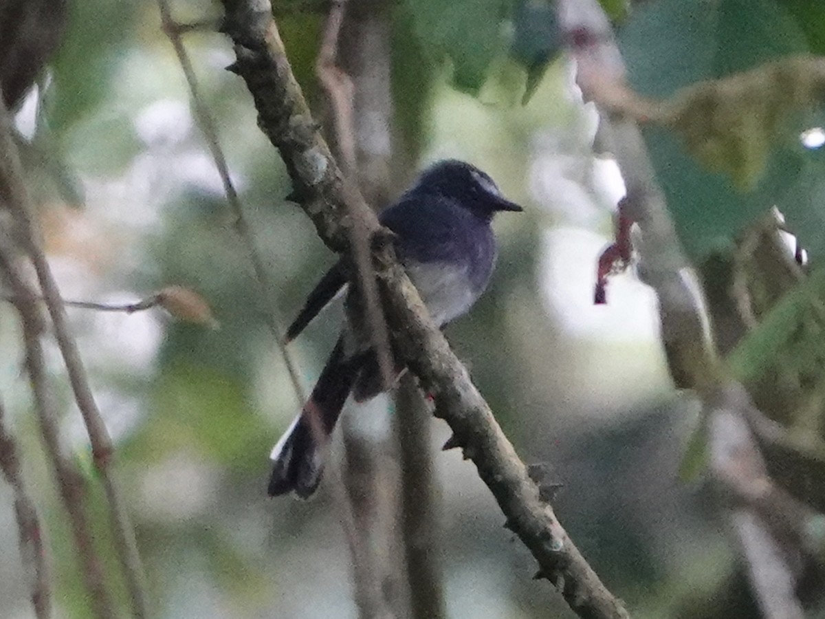 White-bellied Fantail - Barry Reed