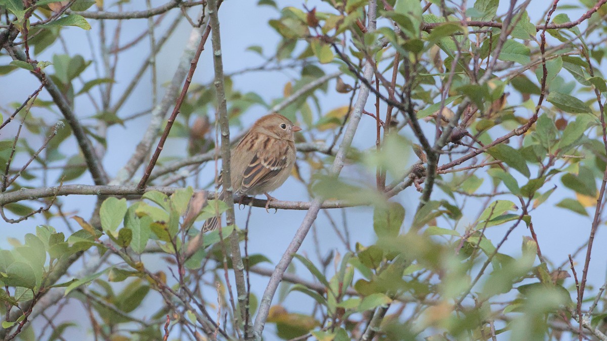 Field Sparrow - Robert Howard