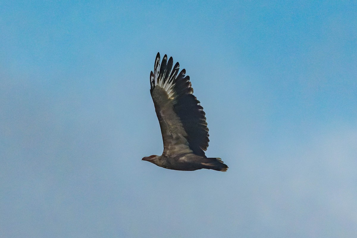 Palm-nut Vulture - ML609829915