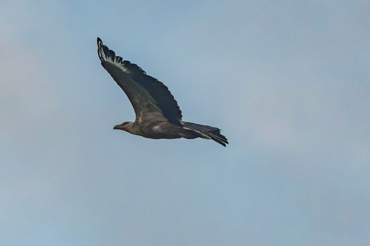 Palm-nut Vulture - ML609829916