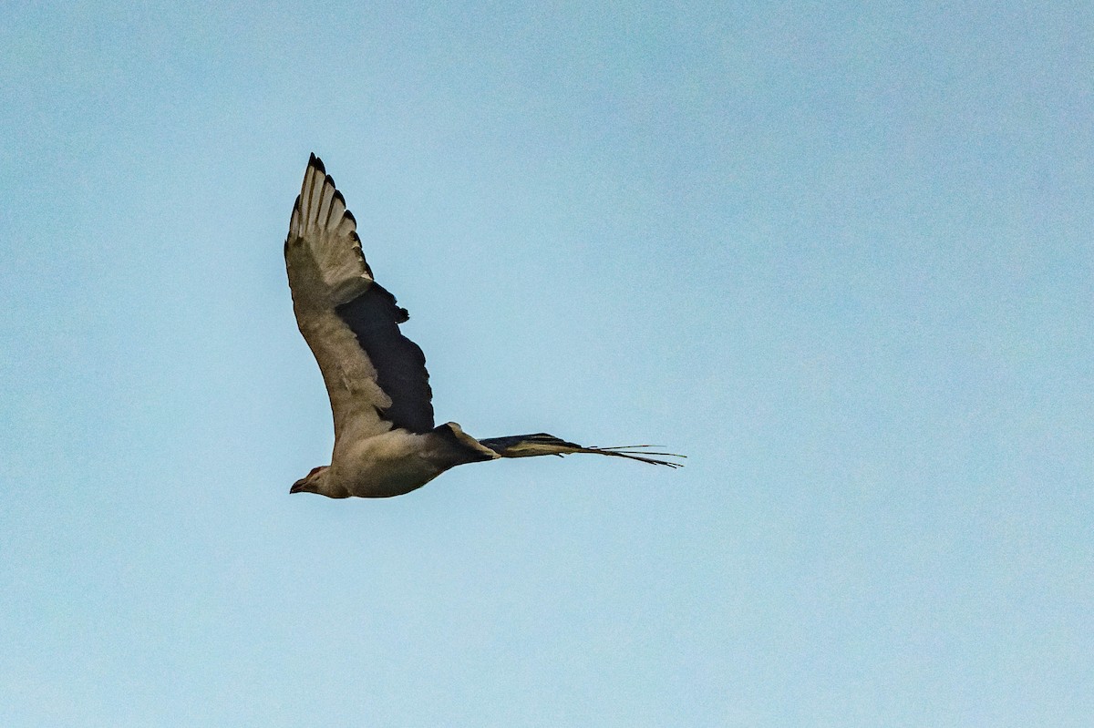 Palm-nut Vulture - ML609829917