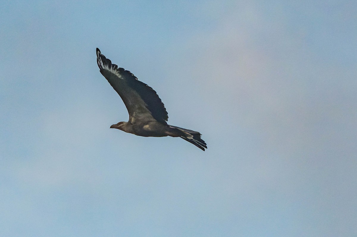 Palm-nut Vulture - ML609829919