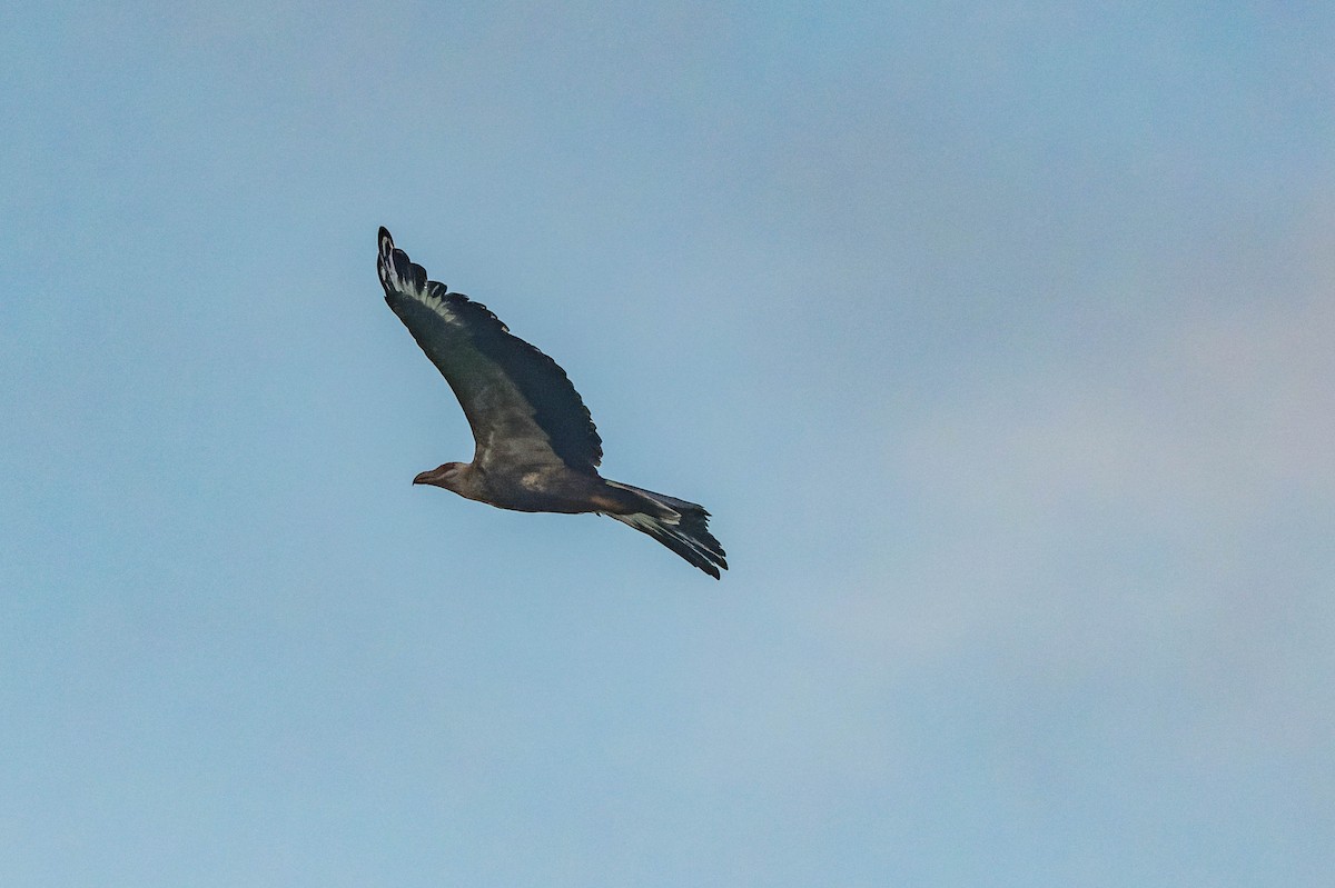 Palm-nut Vulture - ML609829920