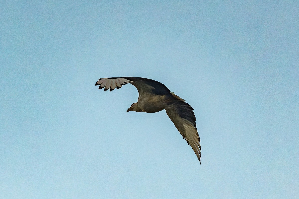 Palm-nut Vulture - ML609829921