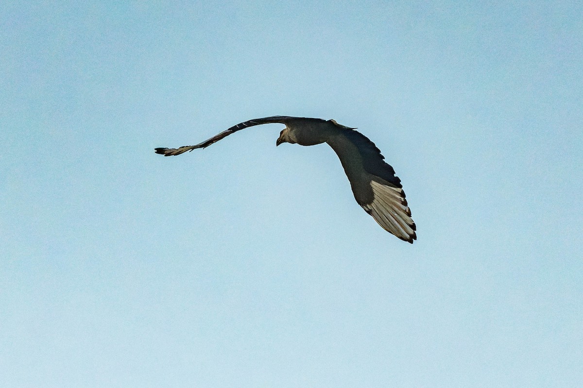 Palm-nut Vulture - ML609829924