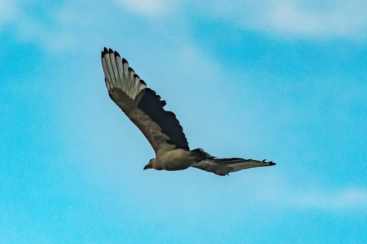 Palm-nut Vulture - ML609829926