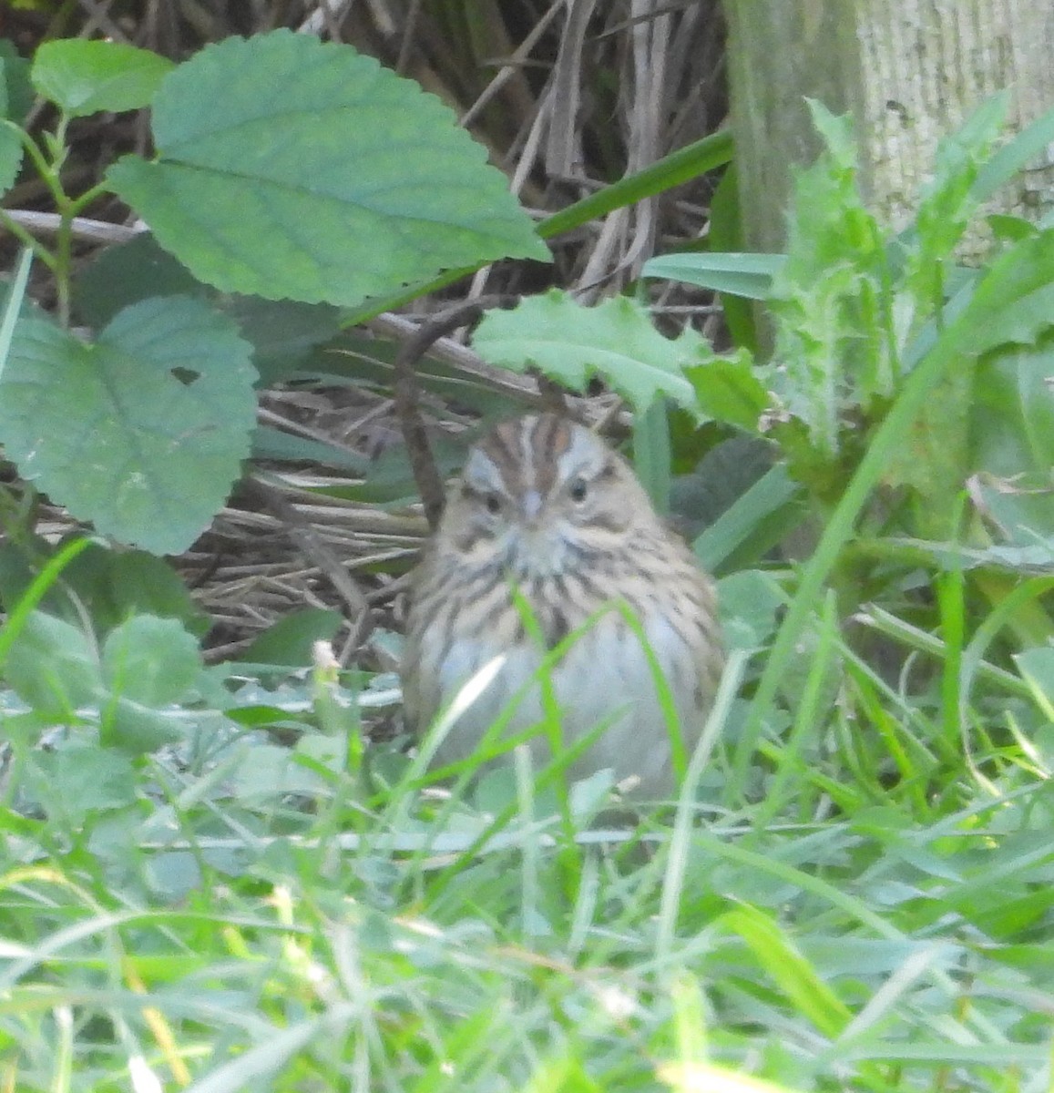 Lincoln's Sparrow - ML609829980