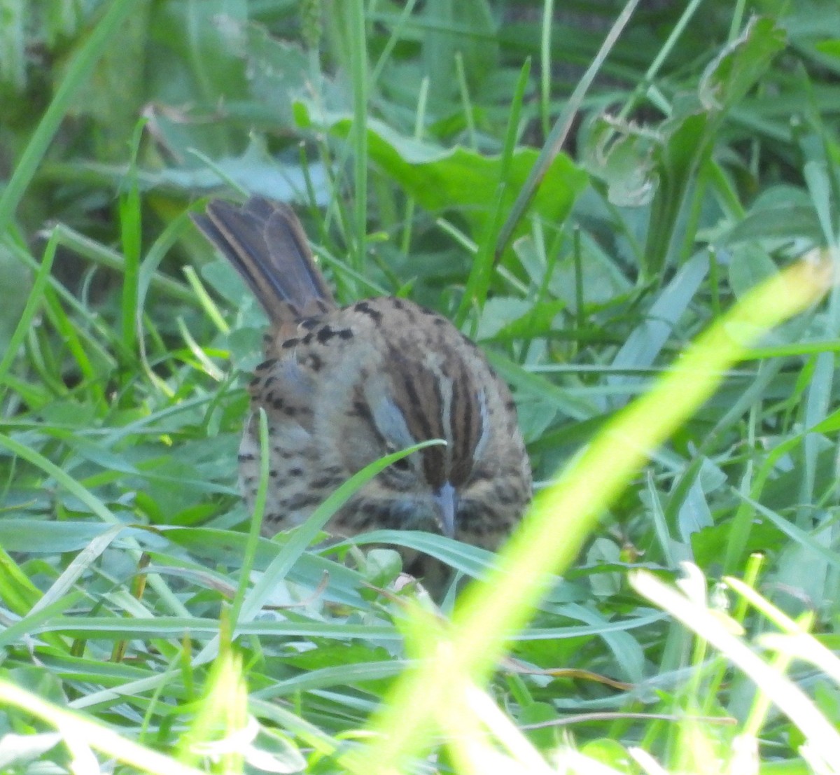 Lincoln's Sparrow - ML609829983