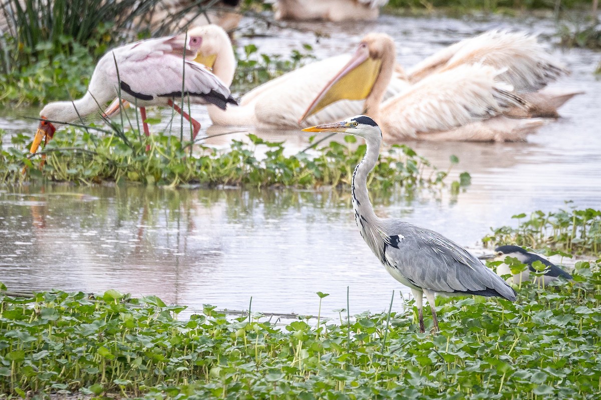 Gray Heron - ML609830008