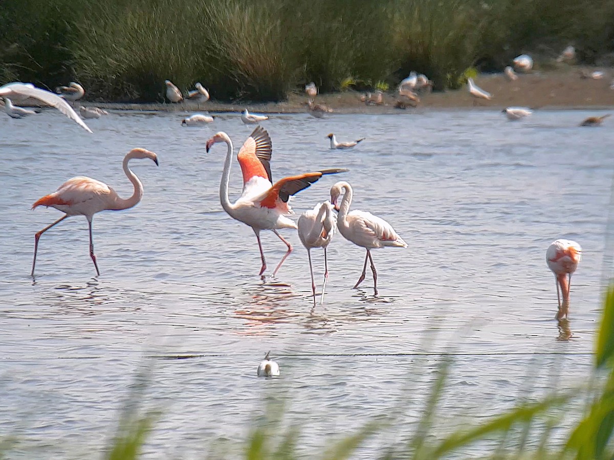 Greater Flamingo - ML609830026