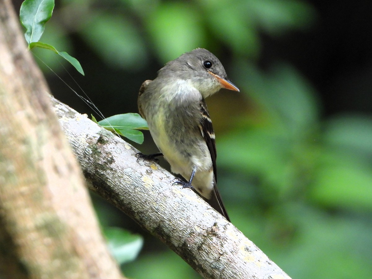 Eastern Wood-Pewee - ML609830032