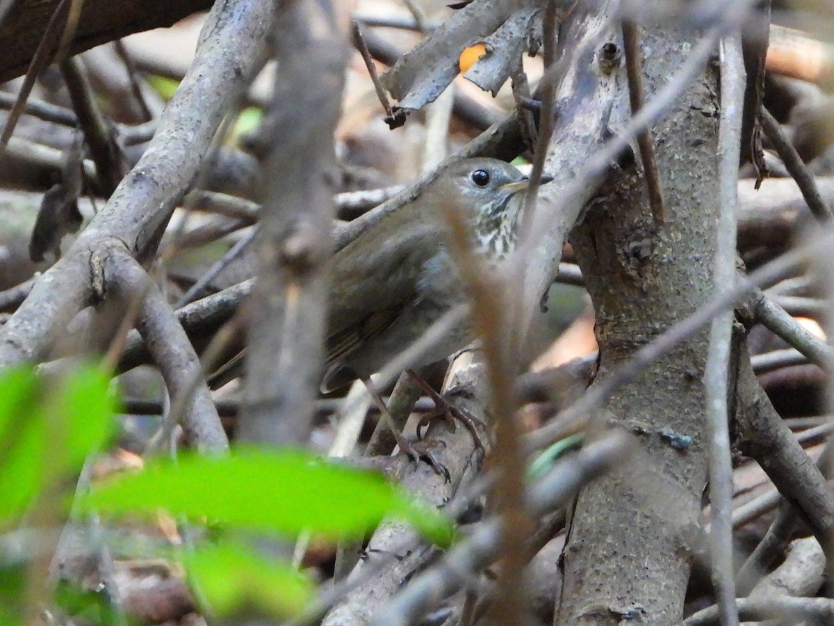 Gray-cheeked Thrush - ML609830044