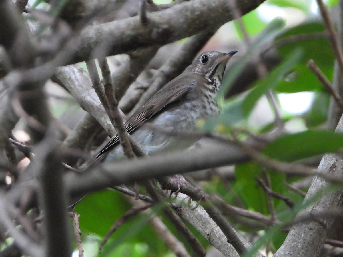 Gray-cheeked Thrush - Luis "Beto" Matheus