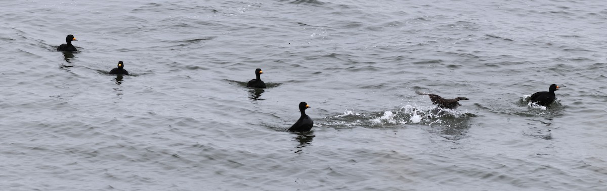 Black Scoter - Ferenc Domoki