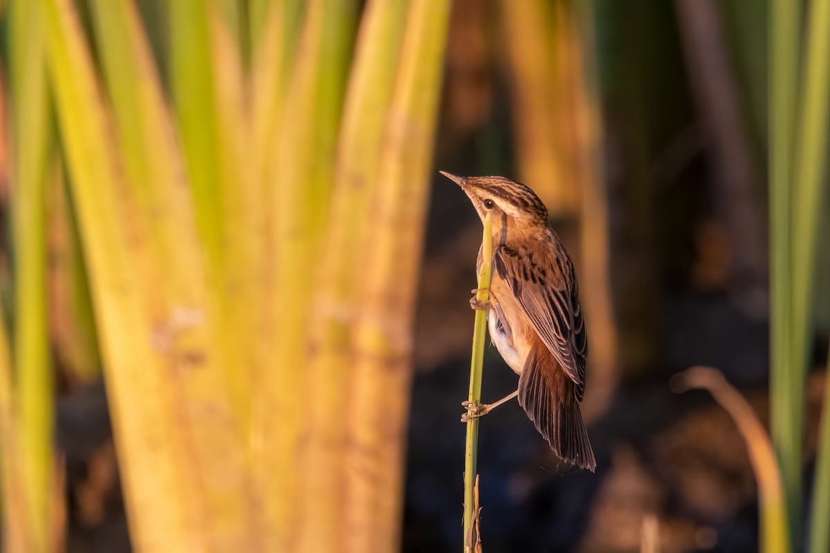 Sedge Warbler - ML609830136