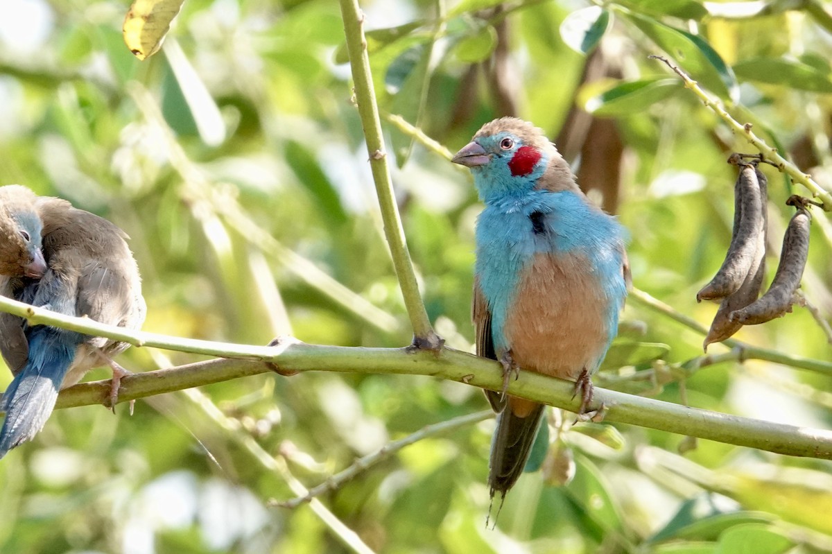 Red-cheeked Cordonbleu - ML609830166