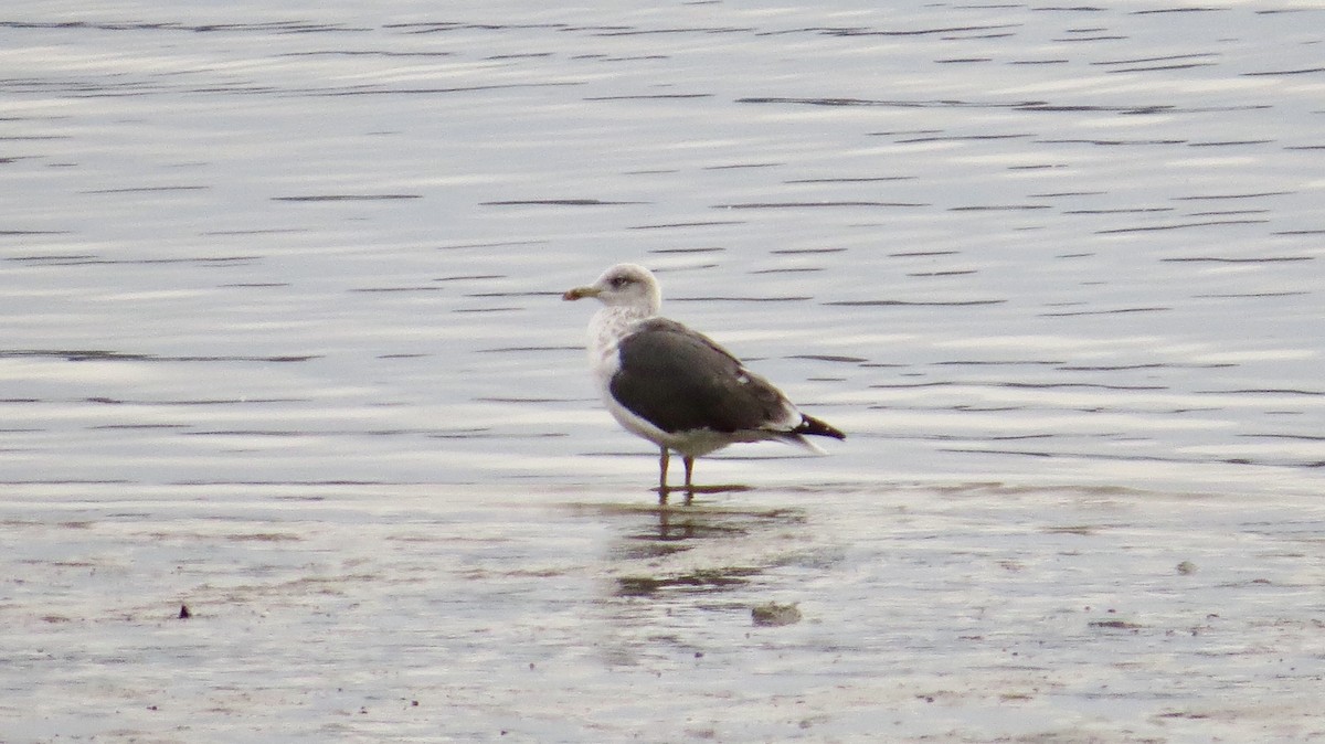 Lesser Black-backed Gull - ML609830272