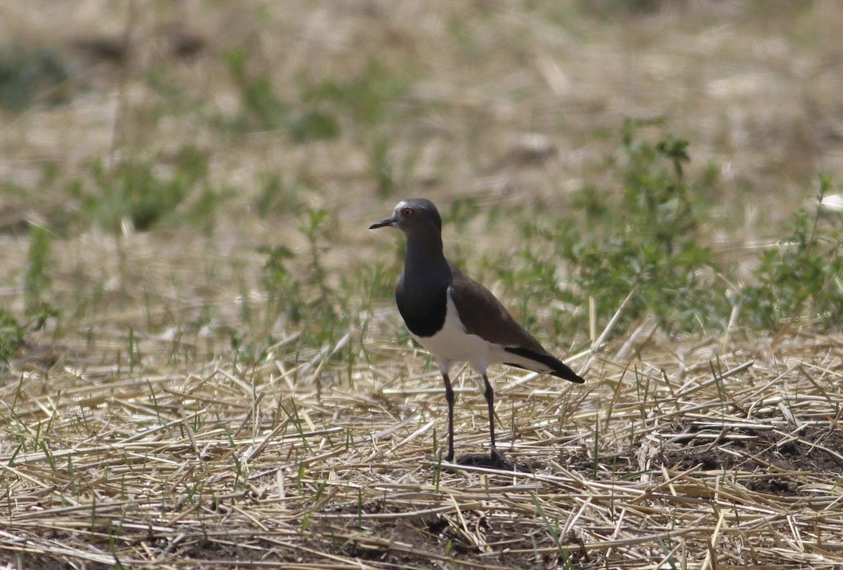 Black-winged Lapwing - ML609830370