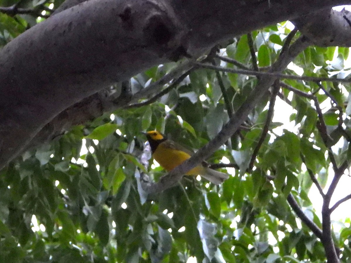 Hooded Warbler - ML609830389